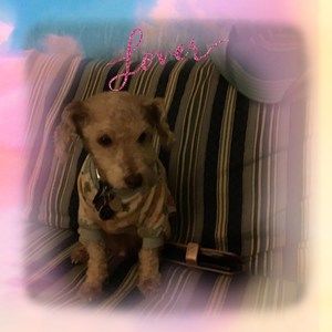 Meet your Posher, Brita